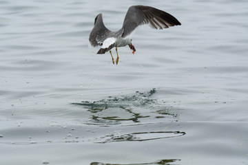 The Seagull flies over the water.