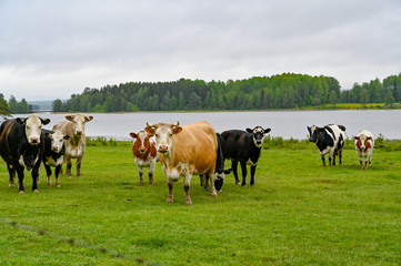 cows standing in a green field with a lake behind