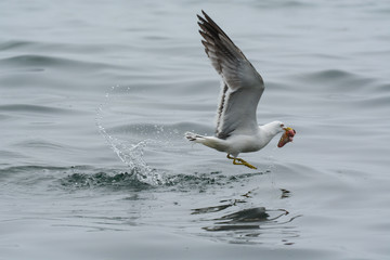 The Seagull grabs prey from the water
