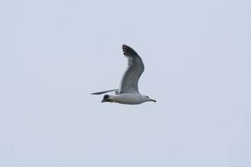The Seagull flies over the water.