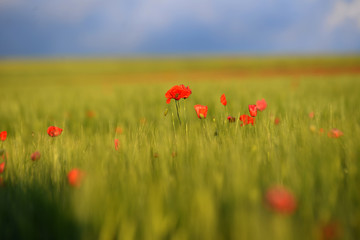 image of a flower field