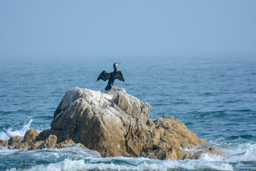 Cormorant sitting on a stone in the sea