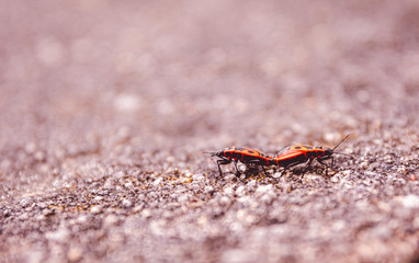 Two mating red Firebugs in spring