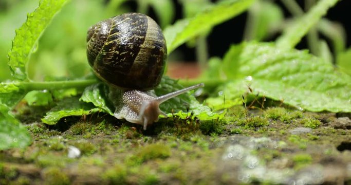 Lumaca marrone  sulla foglia dell'insalata nel giardino