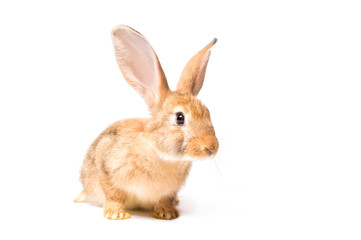 young rabbit isolate on white background