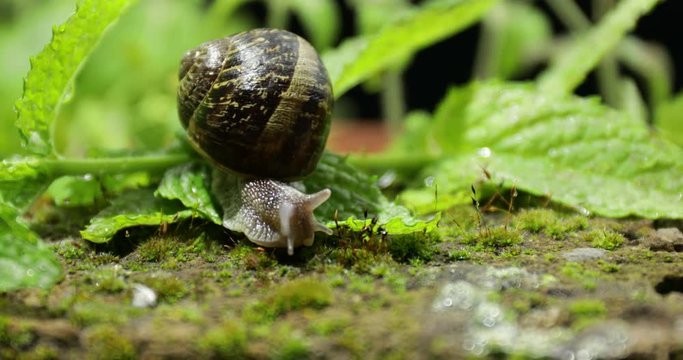 Lumaca marrone  sulla foglia dell'insalata nel giardino