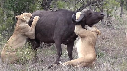 Lionesses Cling To African Cape Buffalo In Failed Kill Attempt