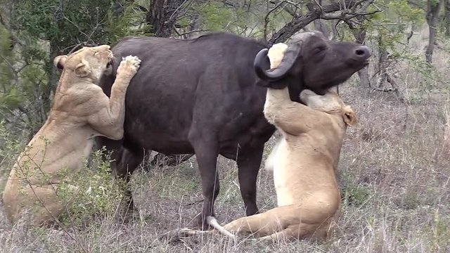 Lionesses Cling To African Cape Buffalo In Failed Kill Attempt