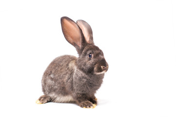 Fototapeta premium young rabbit isolate on white background