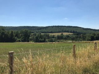 Fototapeta premium Weide