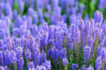 purple lavender field close up with lavender plants