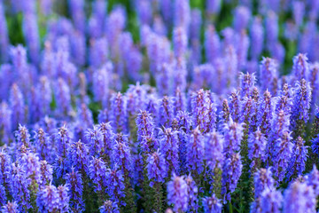 Fototapeta na wymiar purple lavender field close up with lavender plants
