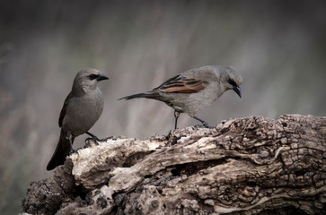 Bay winged Cowbird