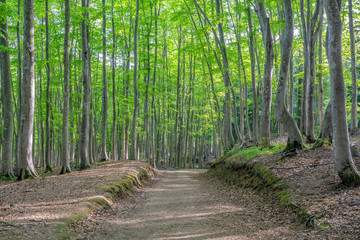 新緑のブナの森と散策路  新潟県十日町市