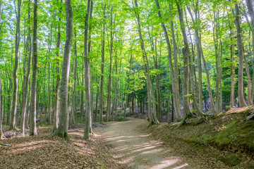 新緑のブナの森と散策路  新潟県十日町市