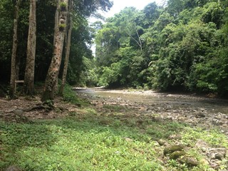 Bosque 🌳🌲