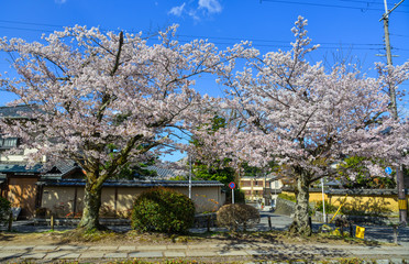Cherry blossom (sakura) in Kyoto, Japan