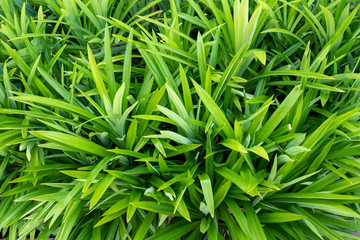 Picture pandan trees in garden, for good smelling.