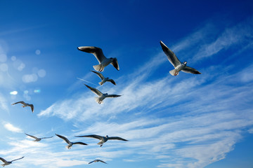 Close up flock of seagulls flying over blue sunny sky