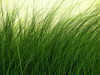 green grass isolated on white background