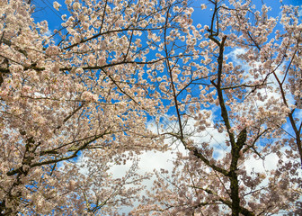 Cherry blossom (sakura) in Kyoto, Japan