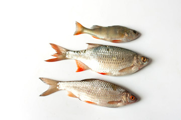 perch, rudd and roach fish on white background