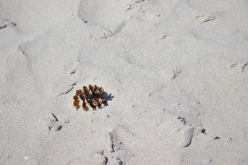 Pine cone on the beach.