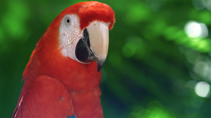 Colorful parrot