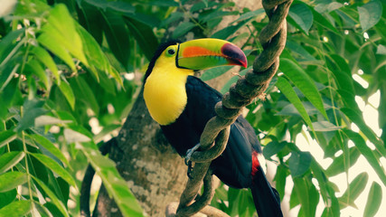 Toucan on a branch