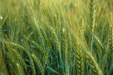 Magnificent ears of elite barley in the field. Advertising of fertilizers for farmers, agro-companies and agro-holdings