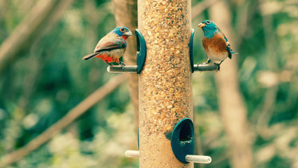 Blue tit on feeder