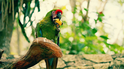 Parrot on a branch