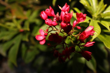 red n green always go together like Christmas