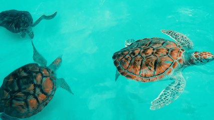 Sea turtle