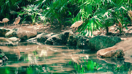 Flamingo in the everglades