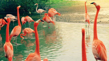 Group of flamingos