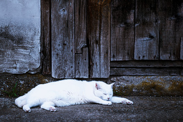 White Cat Sleeping Outdoors Whole Day