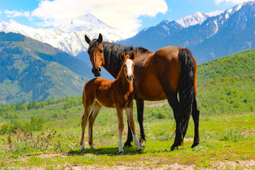 Fototapeta na wymiar mare with a little foal in the beautiful mountains with snowy peaks