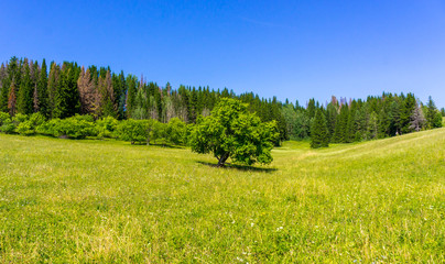 Lonely tree on the field next to the forest in summer.