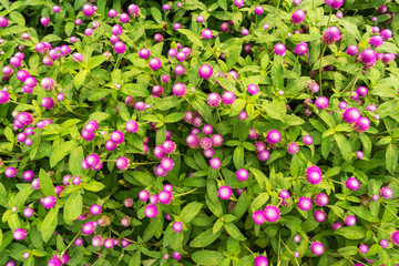 Beautiful flowers colorful In spring garden