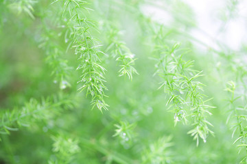 Delicate green fern leaves background 
