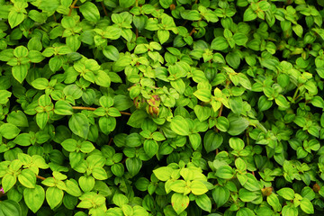 green leaves background in spring season