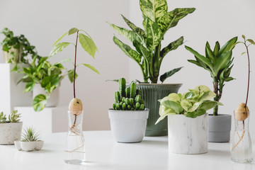 Stylish and botany composition of home interior garden filled a lot of plants in different design, elegant pots and avocado plants in glass bottles on the white table. Spring green blossom. Template.