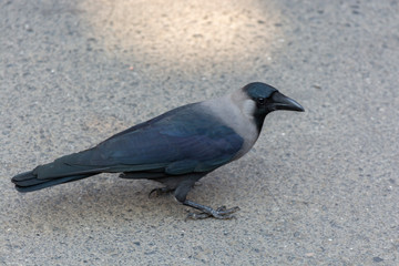 black indian Crow Kauaa