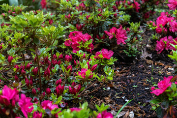 Fototapeta na wymiar pink flowers of Rhododendron, Azalea as nature background.