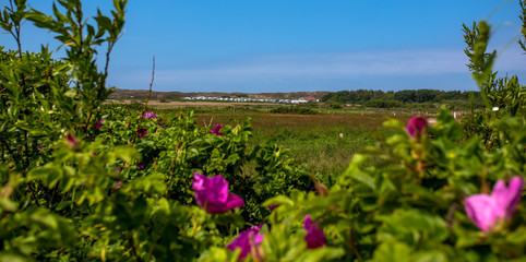 Sylt Island. view of the sand dunes