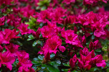 pink flowers of Rhododendron, Azalea as nature background.