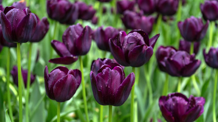 Dark Purple Tulip flowers in spring garden.