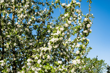 apple orchard in bloom in spring under the sun and blue sky