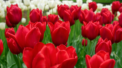 Obraz premium beautiful red Tulip flowers in spring garden.